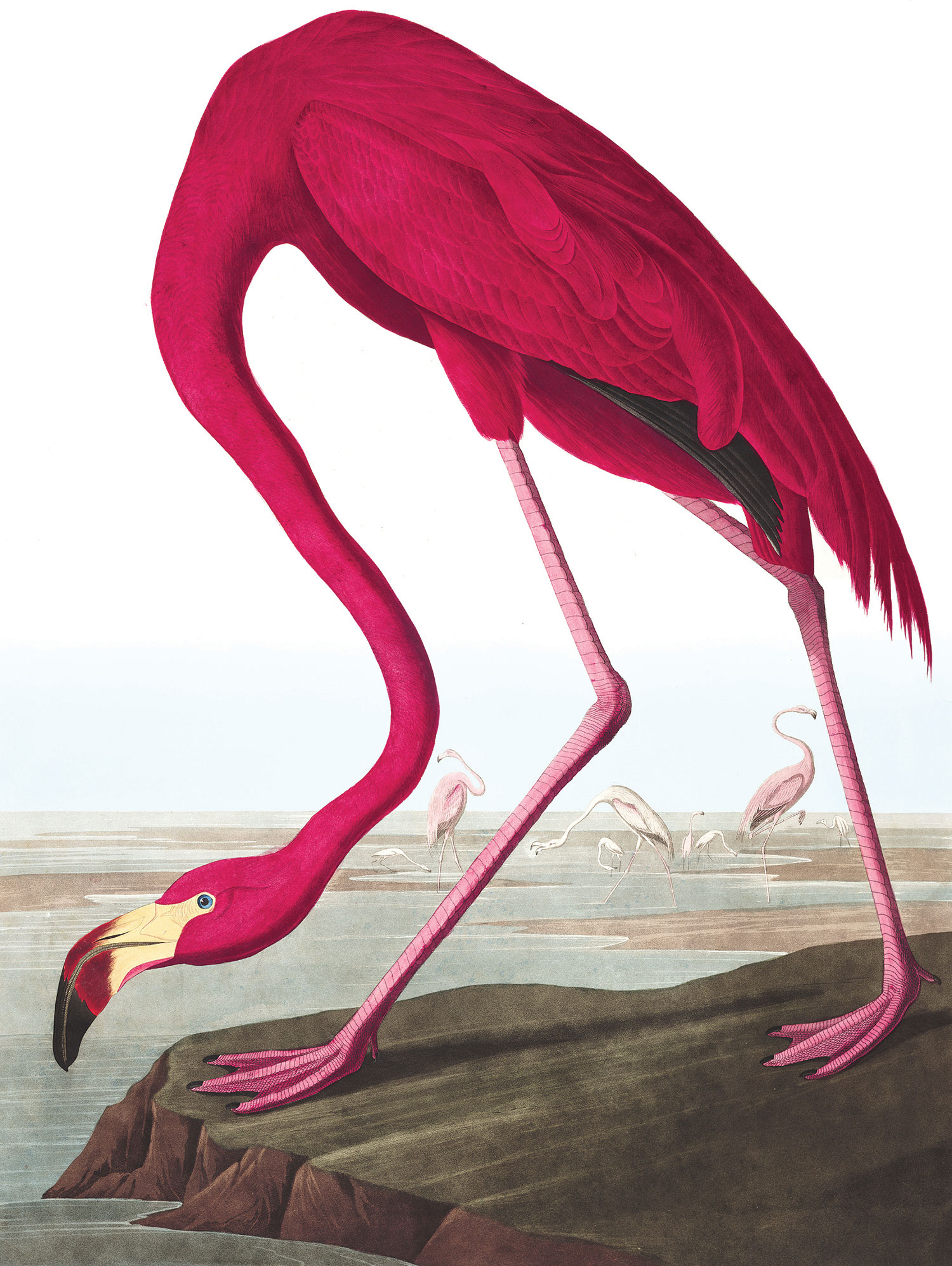 American Flamingo